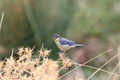 Cyanistes teneriffae