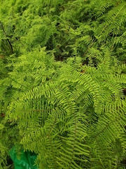 Gleichenia microphylla