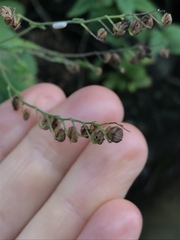 Veronica urticifolia