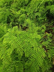 Gleichenia microphylla