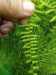 Gleichenia microphylla