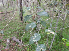 Jasminum simplicifolium