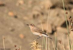 Oenanthe hispanica