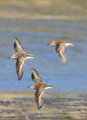 Calidris minuta