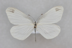 Leptidea amurensis