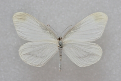 Leptidea amurensis