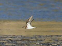 Calidris minuta