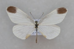 Leptidea amurensis