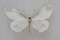 Leptidea amurensis