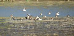 Calidris minuta