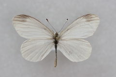 Leptidea amurensis