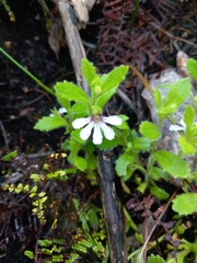 Scaevola hookeri