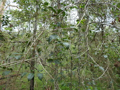 Jasminum simplicifolium