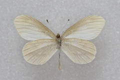 Leptidea amurensis