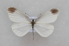 Leptidea amurensis