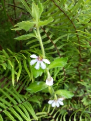 Scaevola hookeri