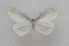 Leptidea amurensis