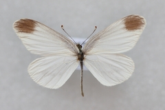 Leptidea amurensis