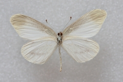 Leptidea amurensis