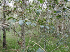 Jasminum simplicifolium