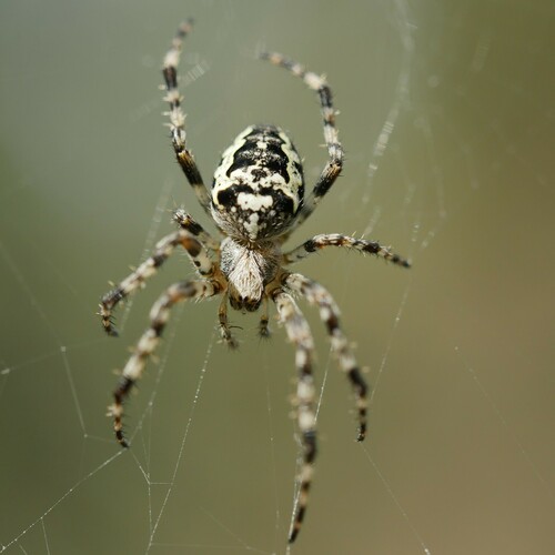 Nordmann's Orbweaver