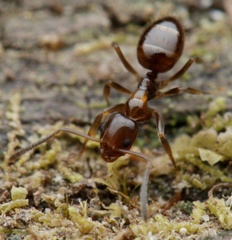 Prolasius