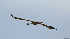 Grus grus