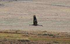 Grus grus