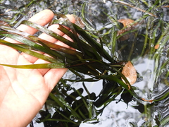 Vallisneria nana