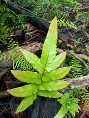 Blechnum wattsii