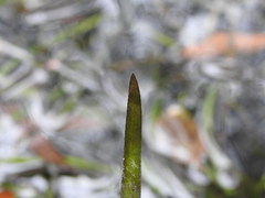 Vallisneria nana