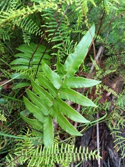 Blechnum wattsii