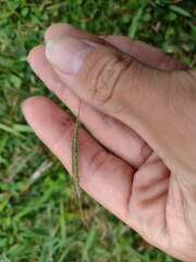 Dichanthium aristatum