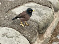 Acridotheres tristis