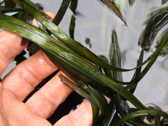 Vallisneria nana