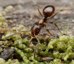 Prolasius
