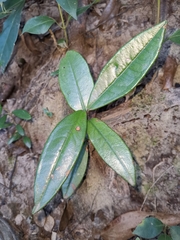 Ardisia lindleyana
