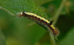 Acronicta psi