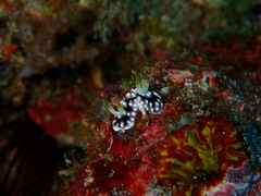 Goniobranchus geometricus