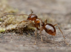 Prolasius