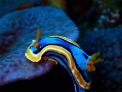 Chromodoris annae