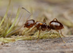 Prolasius