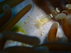 Ancylocaris brevicarpalis