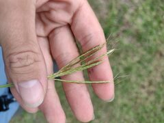 Bothriochloa pertusa