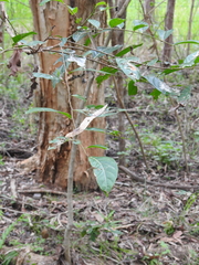 Glochidion sumatranum