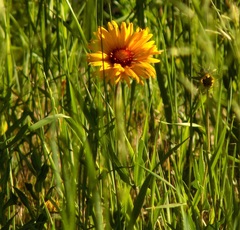 Gaillardia aristata