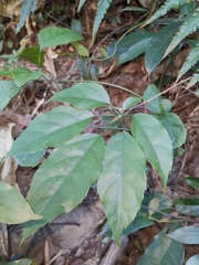 Heptapleurum heptaphyllum