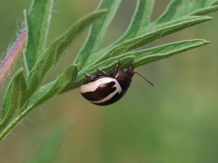 Zygogramma suturalis