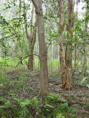 Glochidion sumatranum