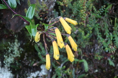 Bomarea lutea